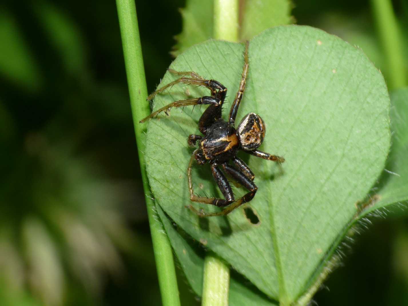 Ragno mangia Ragno - Xysticus ulmi